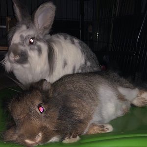 Meet your Posher, Maya